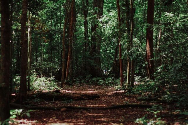 landscape photography of woods landscape photography of woods