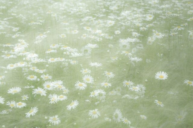 white and purple flower field