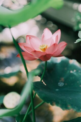 a pink flower is blooming in a pond
