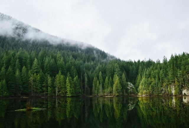 calm body of water near forest calm body of water near forest