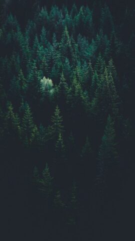 scenery of forest trees scenery of forest trees