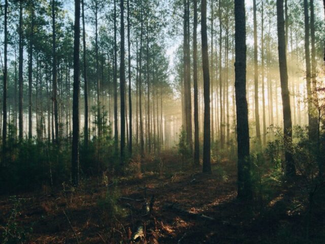 photography of tall trees at daytime photography of tall trees at daytime