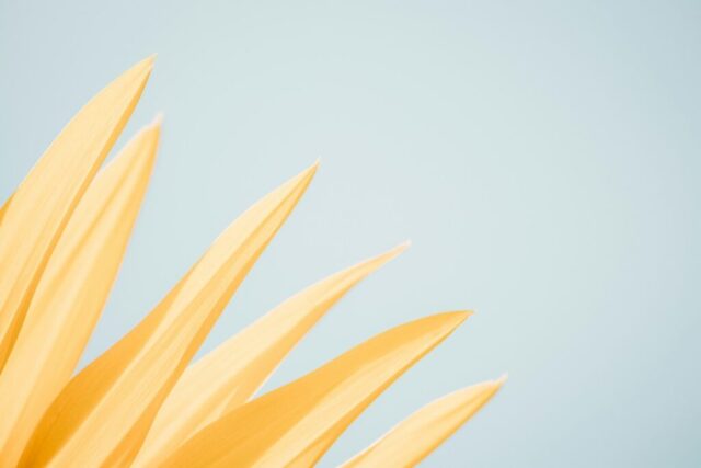 white flower graphic wallpaper