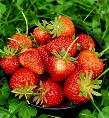 a black bowl filled with lots of ripe strawberries