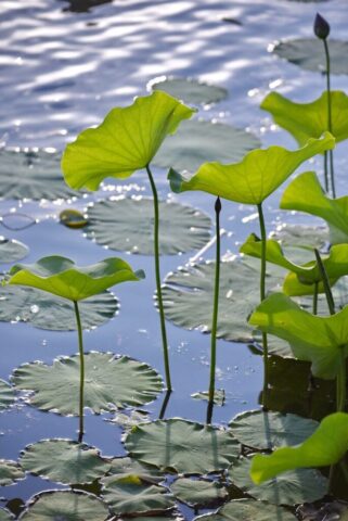 a group of water lilies floating on top of a lake