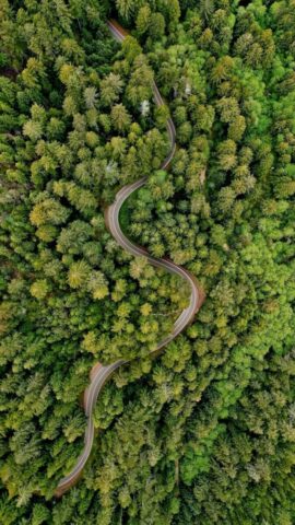 a winding road in the middle of a forest a winding road in the middle of a forest
