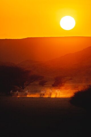 a group of animals walking across a grass covered field