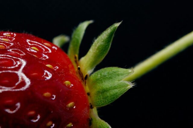 red strawberry with water droplets