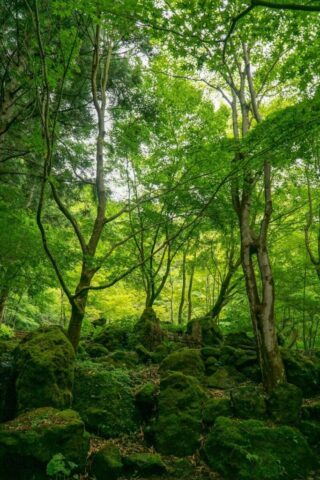 green trees on brown soil green trees on brown soil