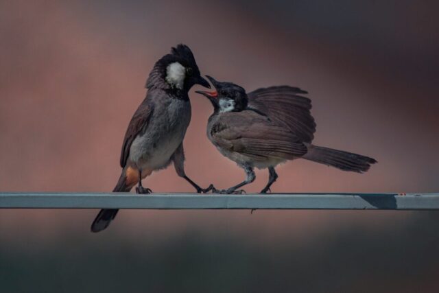Photo by Cocodillaa.com brown and white bird on blue metal bar