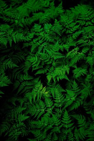 photo of green fern plant photo of green fern plant