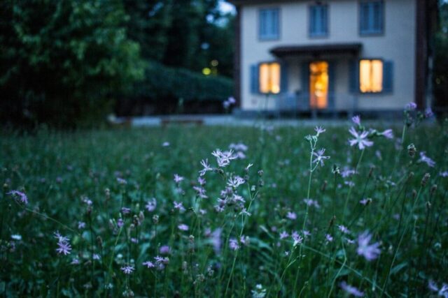 photo by Cocodillaa.com field of purple flower beside house