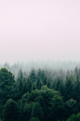 aerial photography of forest aerial photography of forest