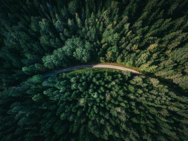aerial shot of road surrounded by green trees aerial shot of road surrounded by green trees