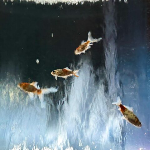 A group of fish swimming next to each other