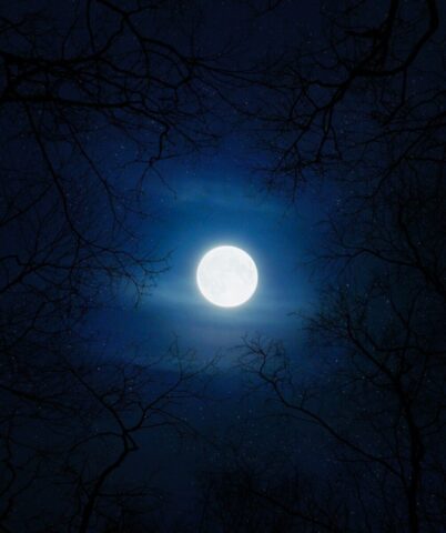 Photo by Cocodillaa.com silhouette of trees under moon