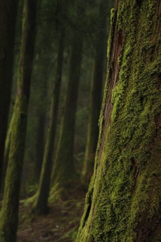 moss on trees in shallow focus photography moss on trees in shallow focus photography