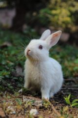 white rabbit on green grass
