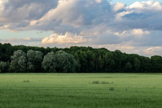 green grass field with green trees under white clouds and blue sky during daytime green grass field with green trees under white clouds and blue sky during daytime