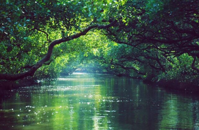 green trees beside body of water during daytime green trees beside body of water during daytime