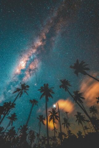 silhouette of trees under blue sky with stars during sunset silhouette of trees under blue sky with stars during sunset