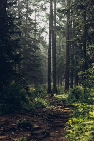 Forest during daytime Forest during daytime