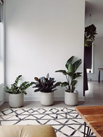 photo by Cocodillaa.com three green-leafed plants