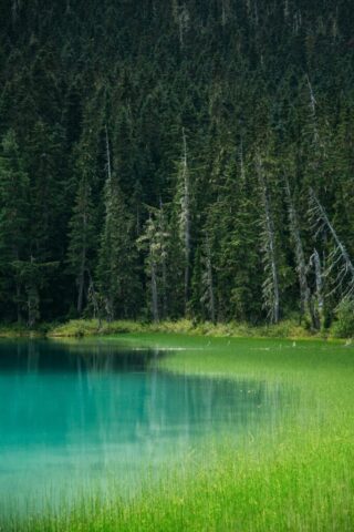 forest and body of water forest and body of water