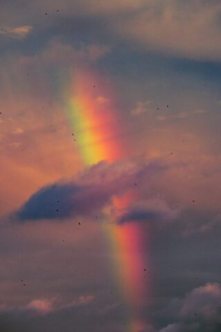 Photo by Cocodillaa.com a rainbow in the sky with birds flying around