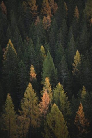 aerial photography of pine trees aerial photography of pine trees