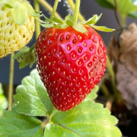 Cute strawberry wallpaper