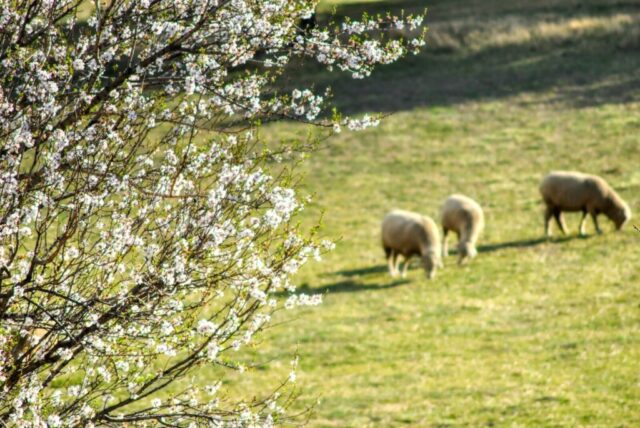 Photo by Cocodillaa.com herd of sheep on green grass field during daytime