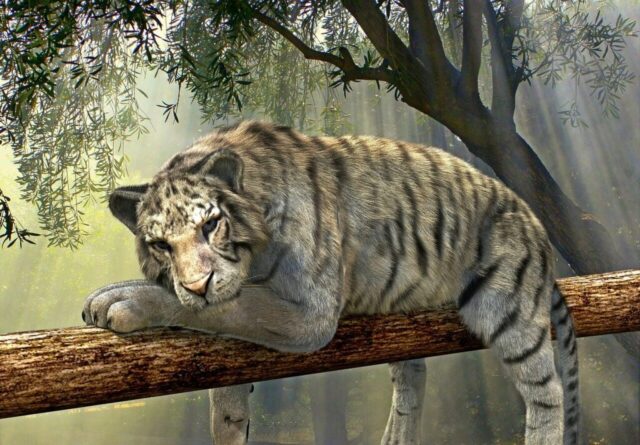 Jungle tiger wallpaper with beautiful landscape Jungle tiger wallpaper with beautiful landscape