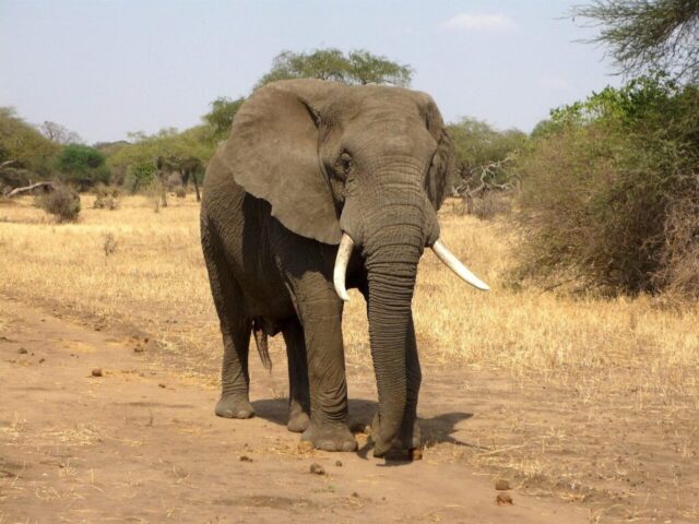 elephant, animal, safari, mammal, wild animal, tusks, trunk, nature, african bush elephant, african savanna elephant, wildlife, fauna, wilderness, savannah, national park, africa