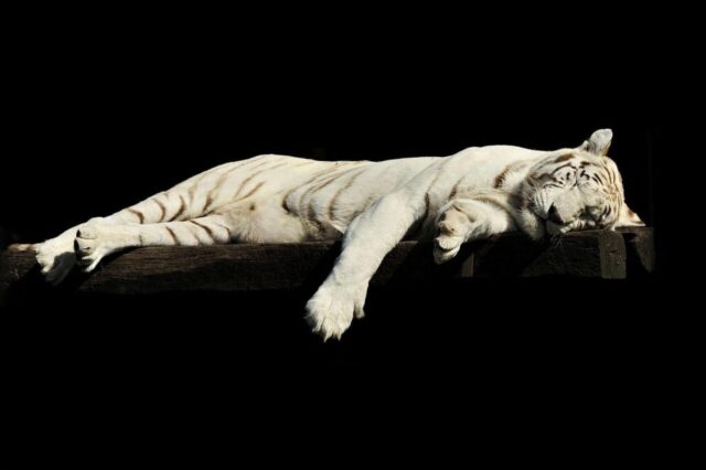 White tiger resting in snowy landscape HD wallpaper White tiger resting in snowy landscape HD wallpaper
