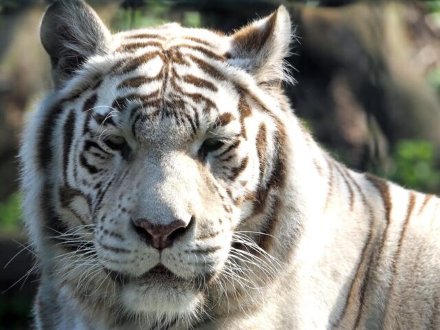 Aesthetic tiger wallpaper with dark background Aesthetic tiger wallpaper with dark background