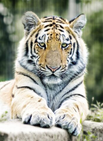 Bengal tiger walking through a green forest wallpaper Bengal tiger walking through a green forest wallpaper