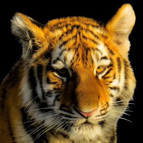 Royal Bengal tiger portrait wallpaper background Royal Bengal tiger portrait wallpaper background