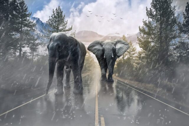 elephant, animal, elephant savannah, animals, nature, africa, elephants, herd, zoo, circus animal, elephant head, color, jungle, forest, water, kong, water courses, the rain, elephant, elephant, elephant, elephant, elephant