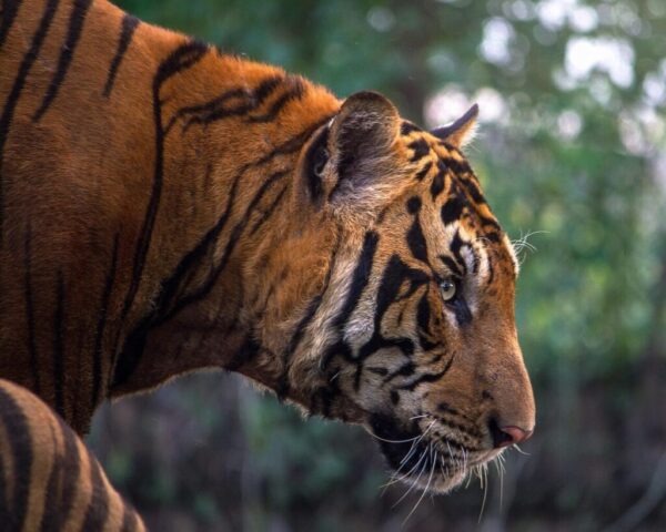 Tiger wallpaper with dramatic wildlife background Tiger wallpaper with dramatic wildlife background