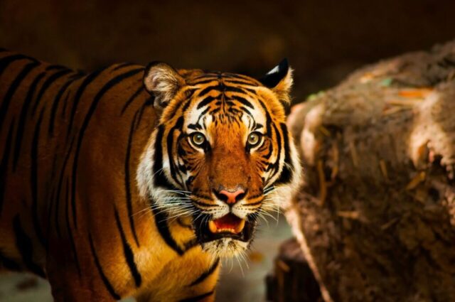 Tiger walking through misty forest HD wallpaper Tiger walking through misty forest HD wallpaper