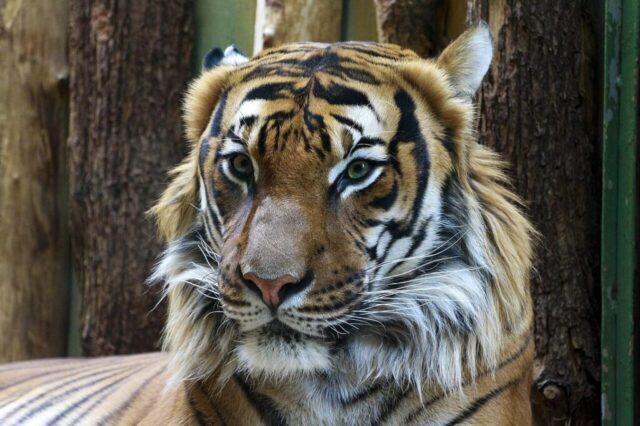 Wild tiger staring into the camera HD wallpaper Wild tiger staring into the camera HD wallpaper