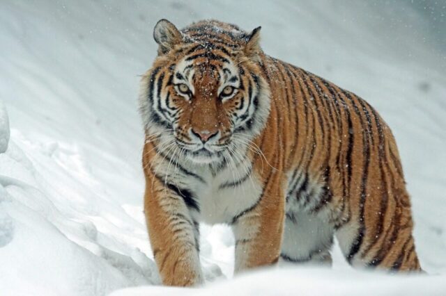 Beautiful orange tiger wallpaper for desktop and mobile Beautiful orange tiger wallpaper for desktop and mobile
