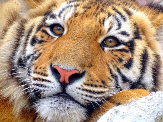 Detailed tiger wallpaper for nature lovers Detailed tiger wallpaper for nature lovers