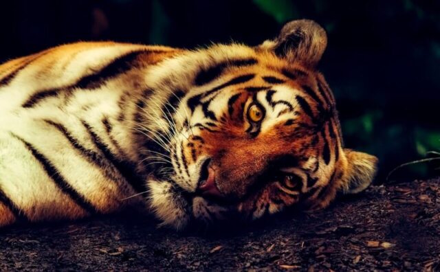 Wild tiger staring into the camera HD wallpaper Wild tiger staring into the camera HD wallpaper