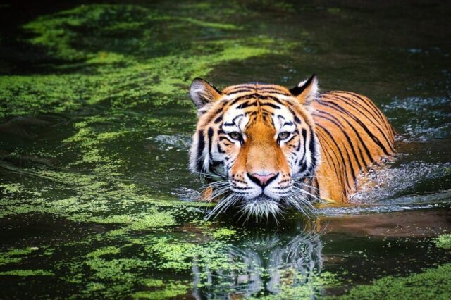 Powerful tiger in jungle scenery 4K wallpaper Powerful tiger in jungle scenery 4K wallpaper