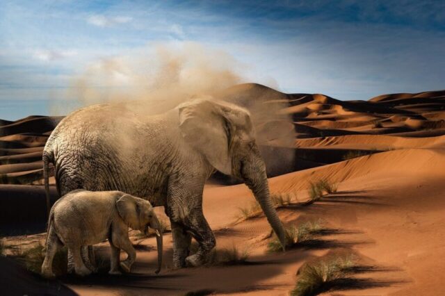 elephants, baby elephant, desert, africa, animals, mammals, vacations, recreation, heat, sand, thirsty, wilderness, african bush elephant, young elephant, pachyderm, elephant family, big five, dry, proboscidea, safari, elephant's child, wild animal, elephant, wildlife, trunk, hot, nature, elephants, baby elephant, thirsty, elephant family, elephant, elephant, elephant, elephant, elephant