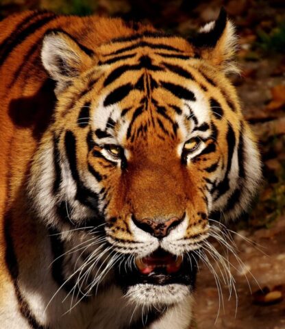 Roaring tiger close-up 4K wallpaper Roaring tiger close-up 4K wallpaper