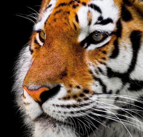 Brown Tiger 4K Wallpaper Brown Tiger 4K Wallpaper