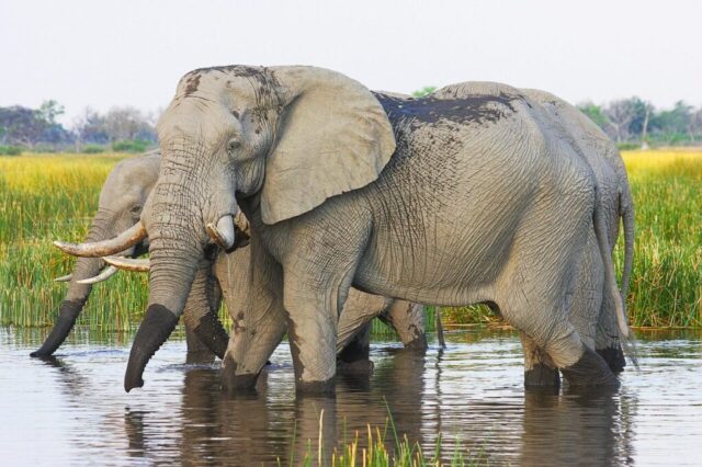 elephant, africa, african bush elephant, trunk, mammal, pachyderm, south africa, botswana, elephant herd, okavanga delta, baby elephant, proboscidea, indian elephant, elephant family, ivory, nature, safari, animal, elephant, elephant, elephant, elephant, elephant, botswana, botswana, botswana, baby elephant, baby elephant, indian elephant, indian elephant, indian elephant, indian elephant, ivory